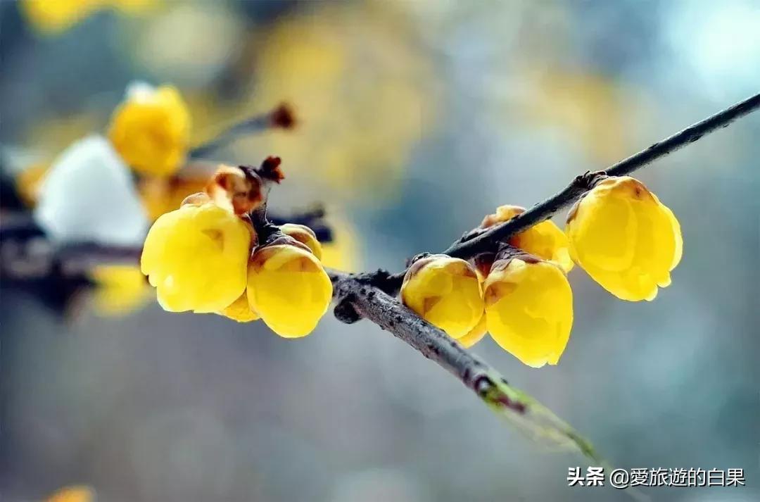 腊梅花开放视频,成都看腊梅的地方