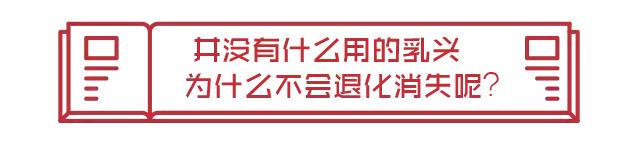 男性的胸部到底有什么用？又不能喂奶！可以丰胸吗？