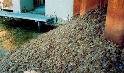 比利时大闸蟹泛滥成灾,比利时大闸蟹泛滥视频