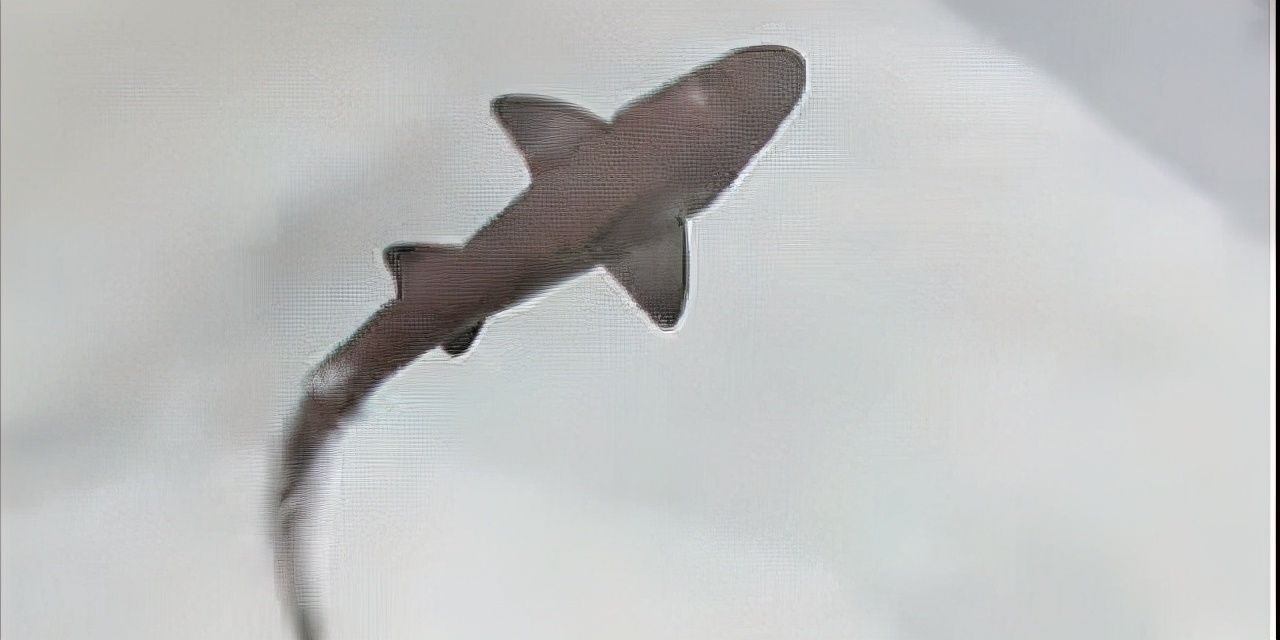 母鲨同居十年意外生崽,两只母鲨同居10年