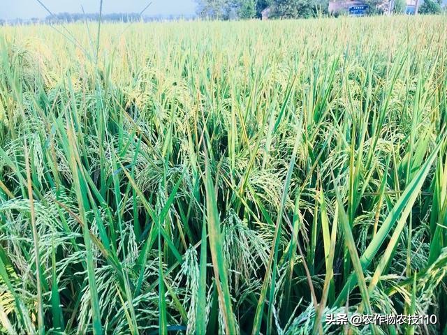 水稻高产栽培实用技术视频,高品质水稻种植新技术