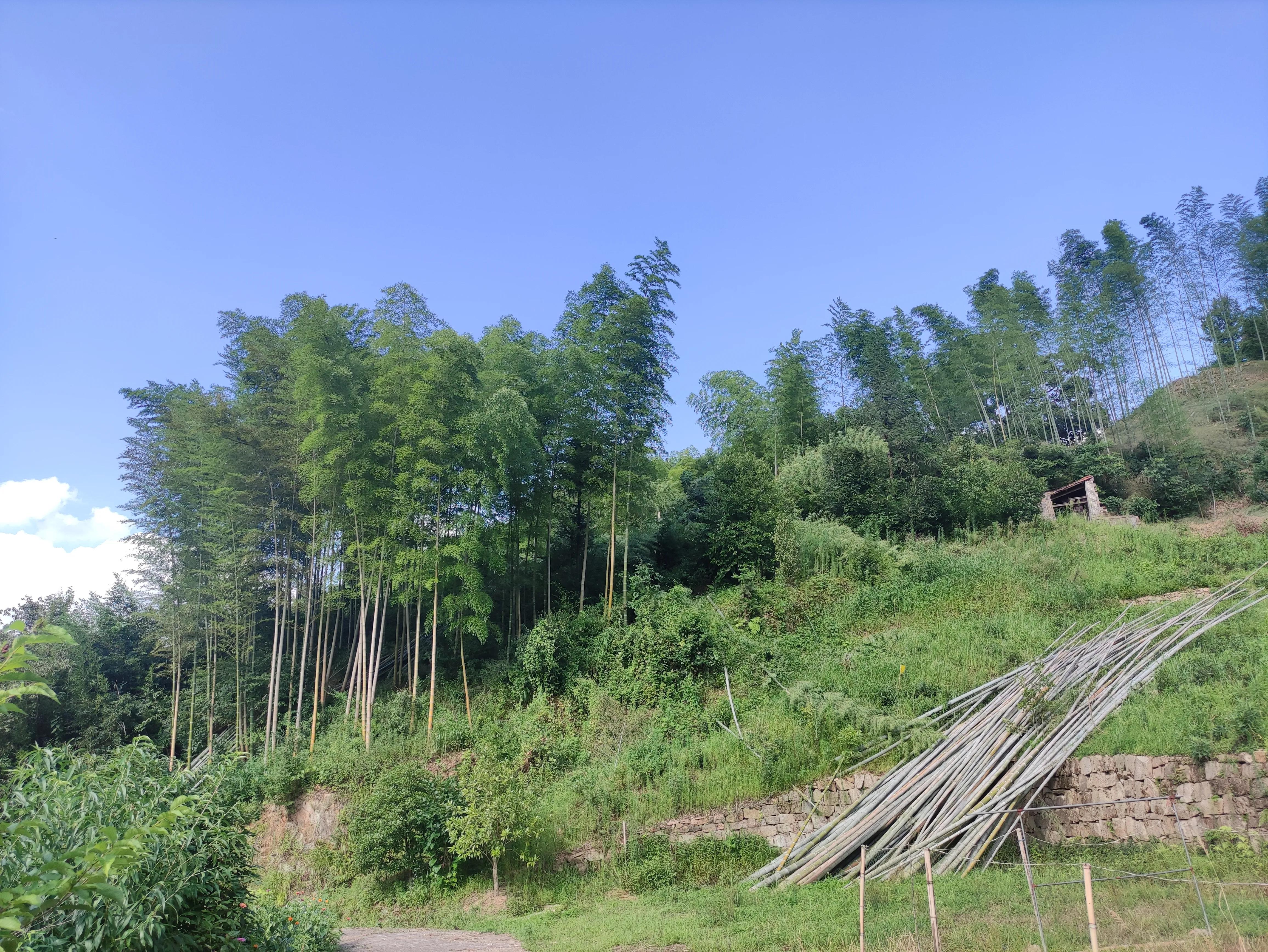 给大家展示一下什么叫做“金山药岭名茶地，竹海栗园水电乡”