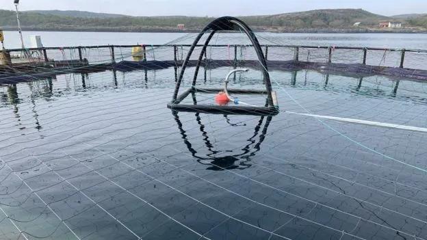 外媒曝光了挪威三文鱼养殖真相吗,最毒的深海三文鱼