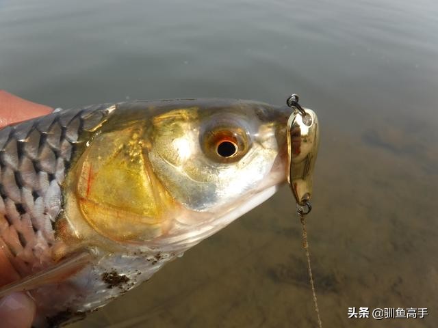 3月份浅水路亚,百闻不如一见美景视频