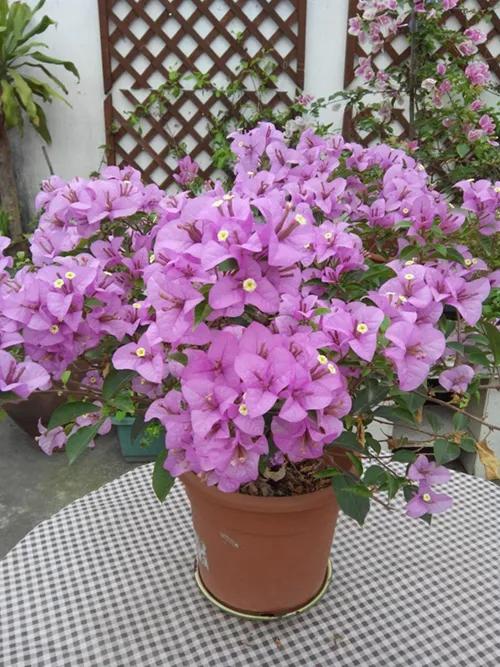 今年三角梅最火的品种,三角梅的品种图片及名称