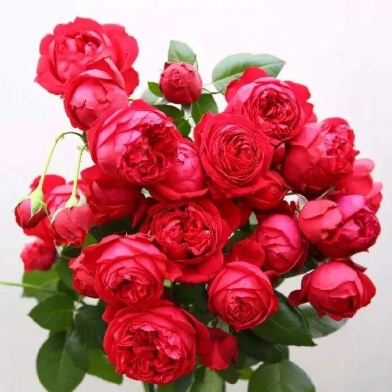 红红火火月季花图片,月季花红色有哪些品种好看