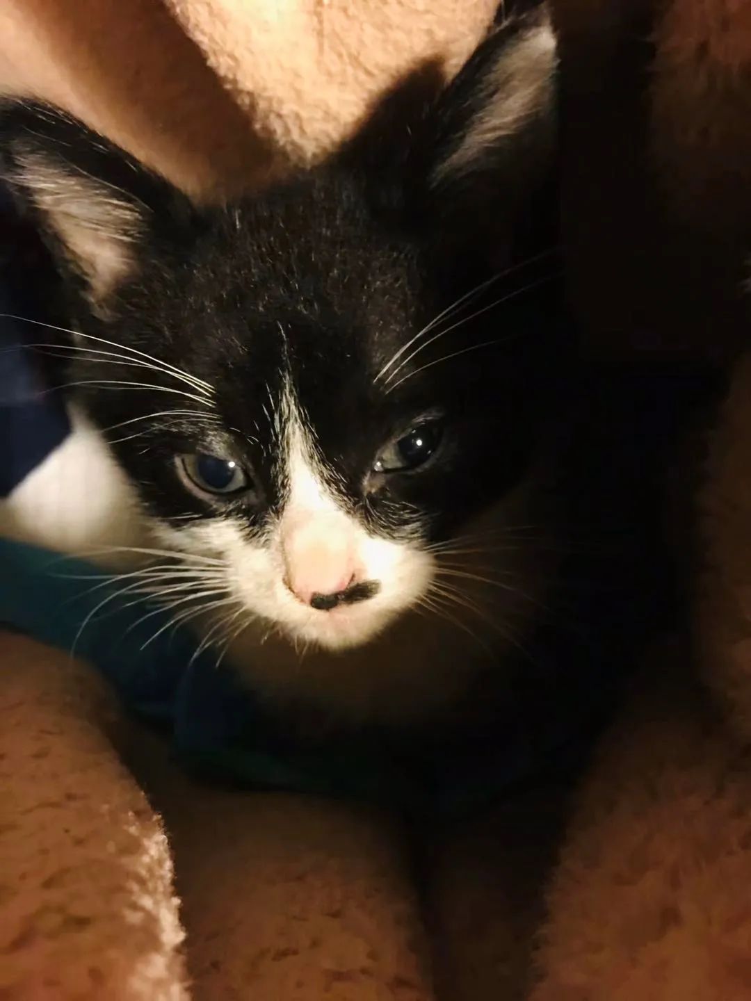 毛孩子散步回家,毛孩子去新家从此不再流浪