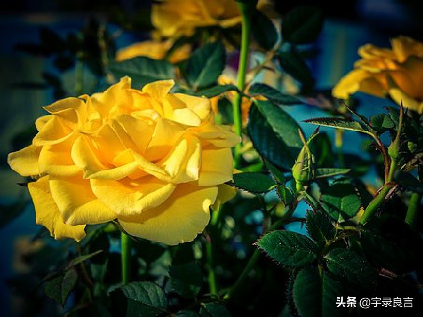 最近微信很火的句子句句霸气洒脱,微信上最霸气的句子