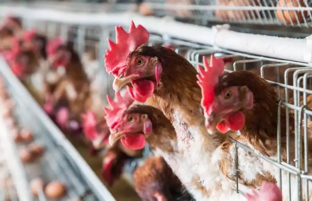 蛋鸡得了输卵管炎的症状及影响,蛋鸡输卵管炎有什么危害