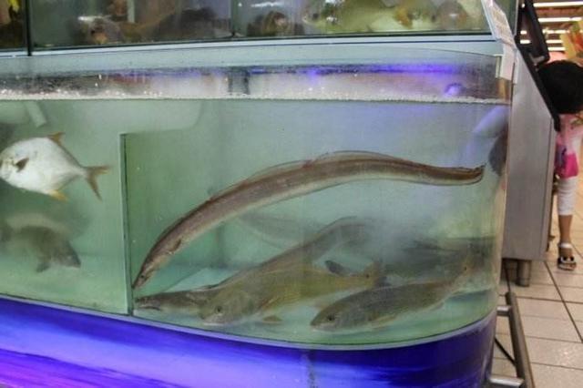 为什么市场不卖活带鱼只卖冻带鱼,为什么市场不卖活带鱼卖冻带鱼