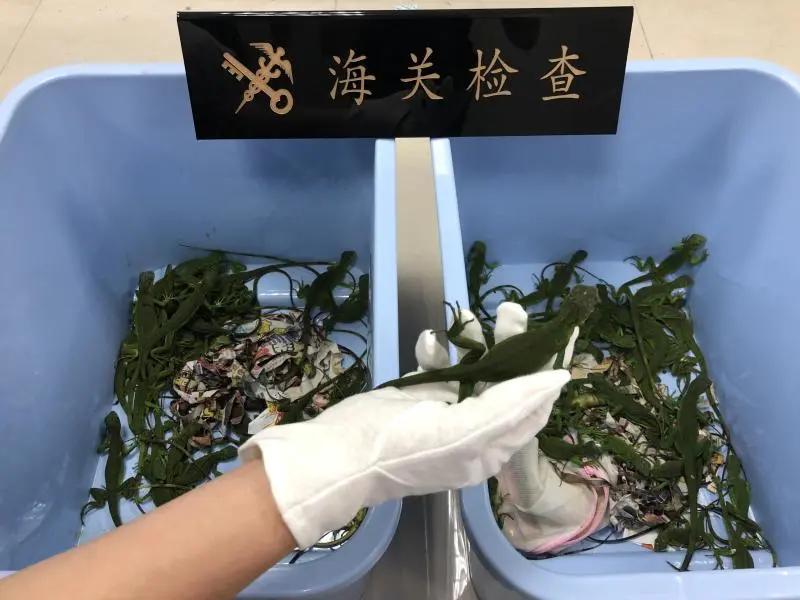 还有人从国外寄来20多只果蝠标本?海淘代购注意了,邮寄蜥蜴、盆景入境,可能会入刑!