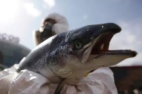 毒性最强的食物排行榜,营养专家公布了12种有毒的食物