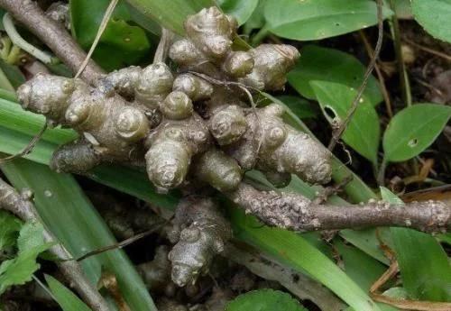 温州民间草药三七的功效,生姜与三七