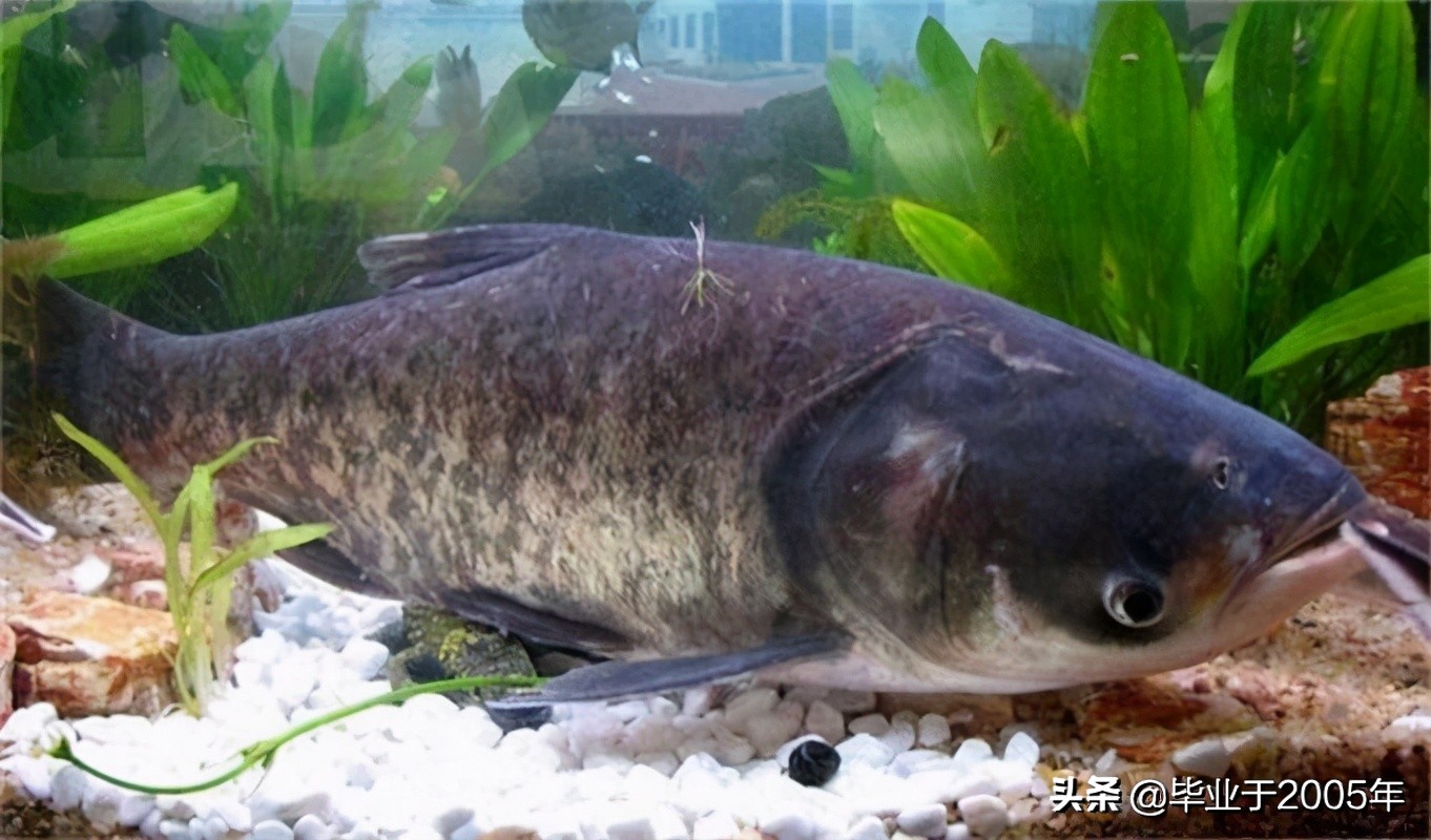 大连近海常见鱼类图鉴,大连哪里可以垂钓淡水鱼