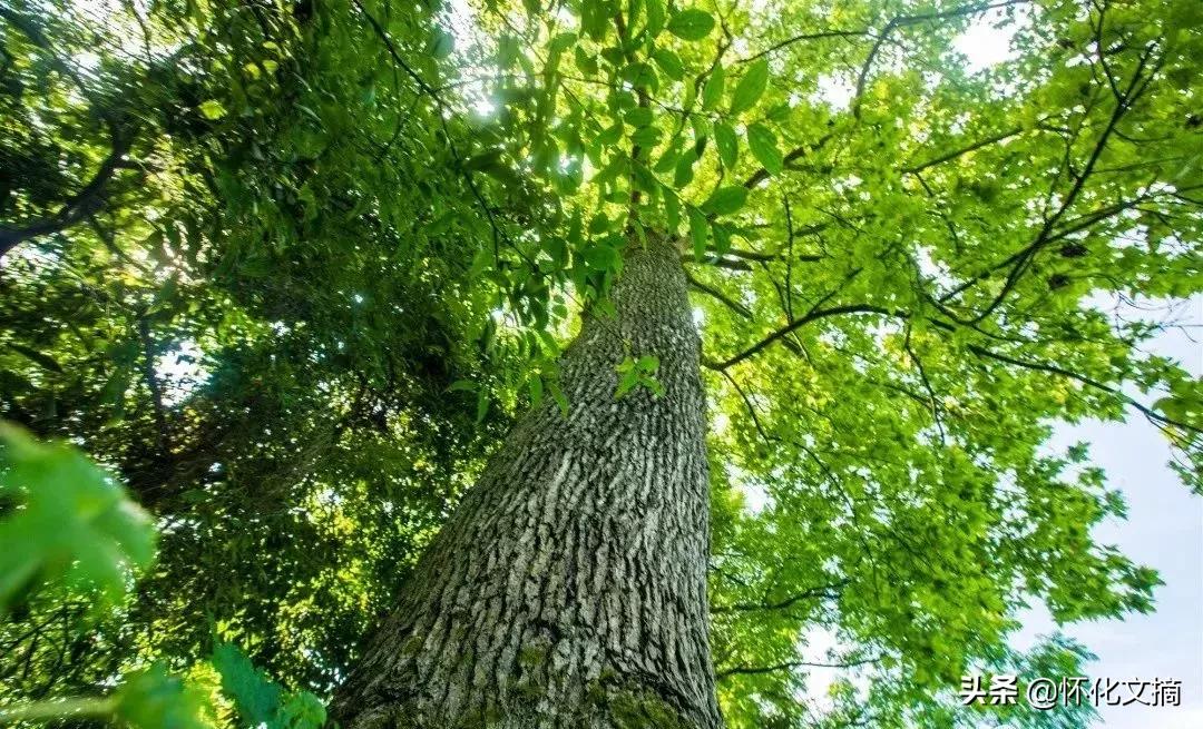 千年古苗寨老家寨全景,贵州千户苗寨农户家