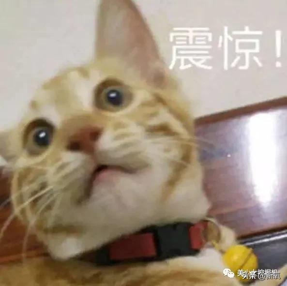 比小团团还火的女主播乔碧萝,斗鱼一姐小团团视频