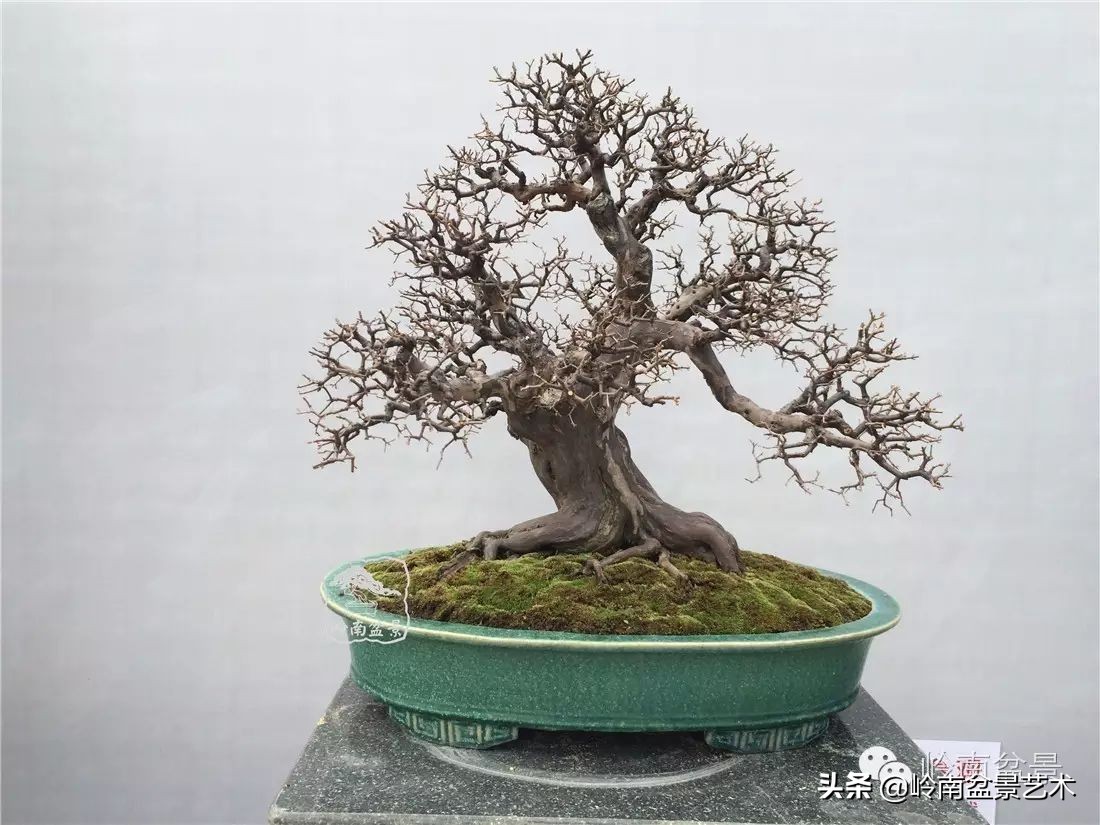 精品雀梅盆景名称,值得收藏的盆景作品欣赏