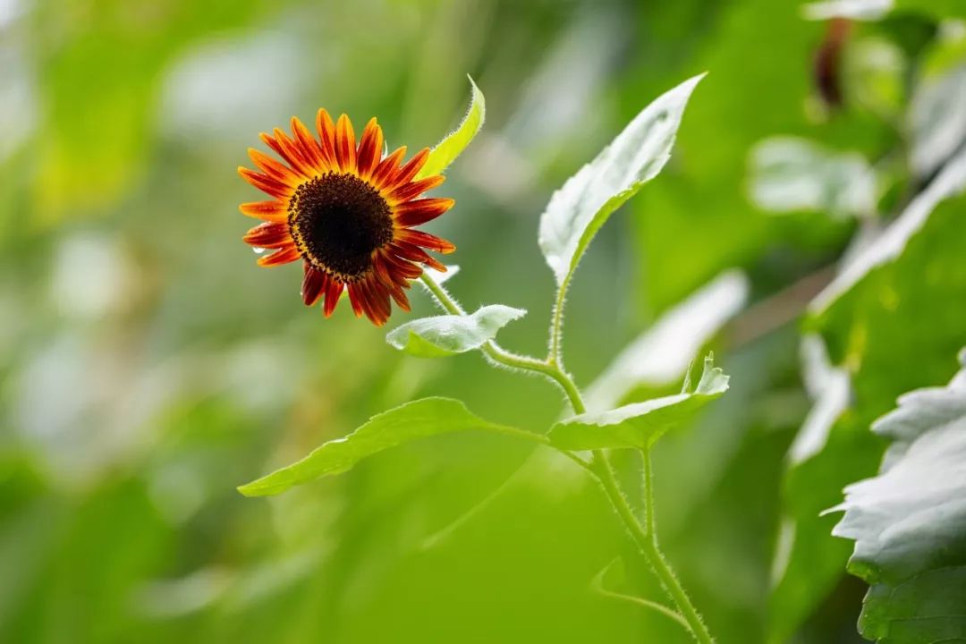 态度决定一切情感语录,态度决定一切吗