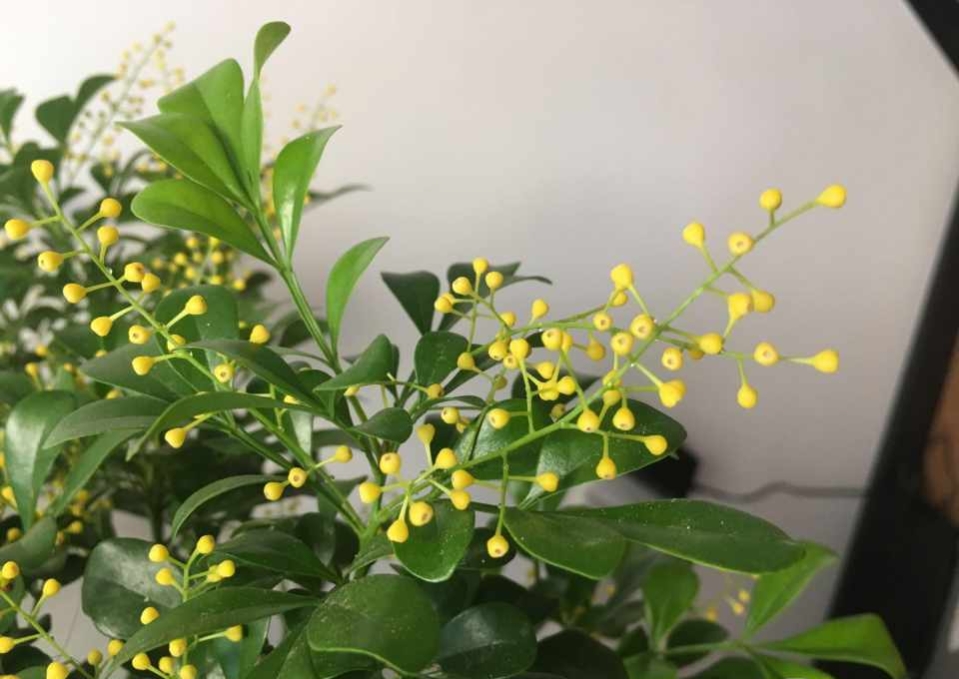 适合家里盆栽很香的花,适合盆栽的香味浓郁常开的花