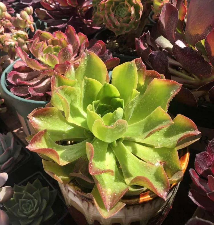 法师新品：青翠欲滴“檬”动我心，青檬法师育繁记