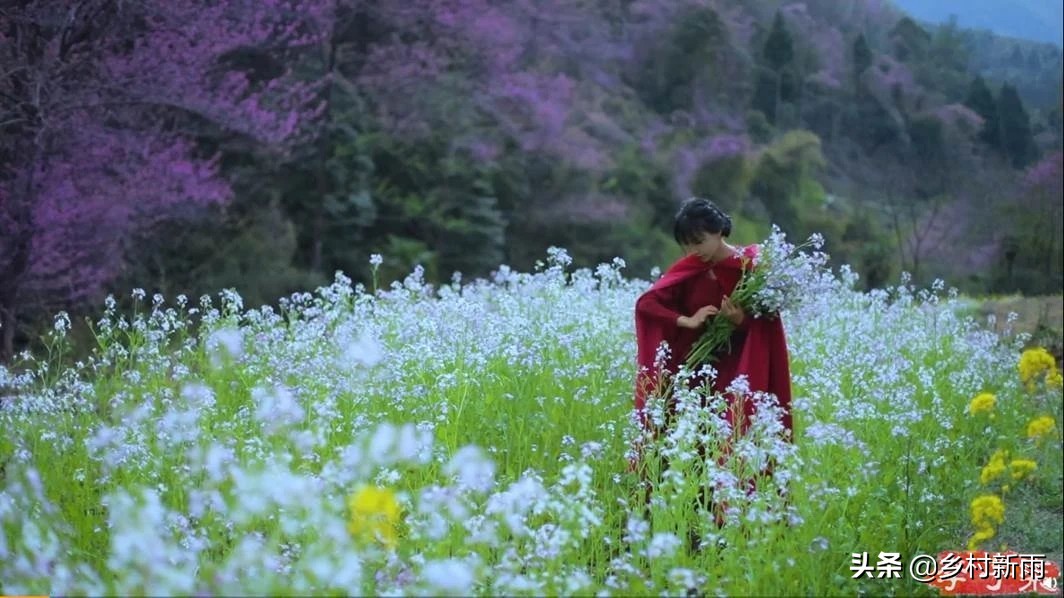 每日春花|野花（二）：野花含笑深丛开，满地清芳别样春