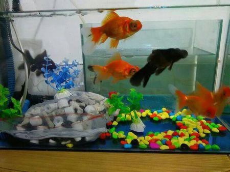 养观赏鱼会遇到什么问题,饲养的观赏鱼不愿意吃食怎么办