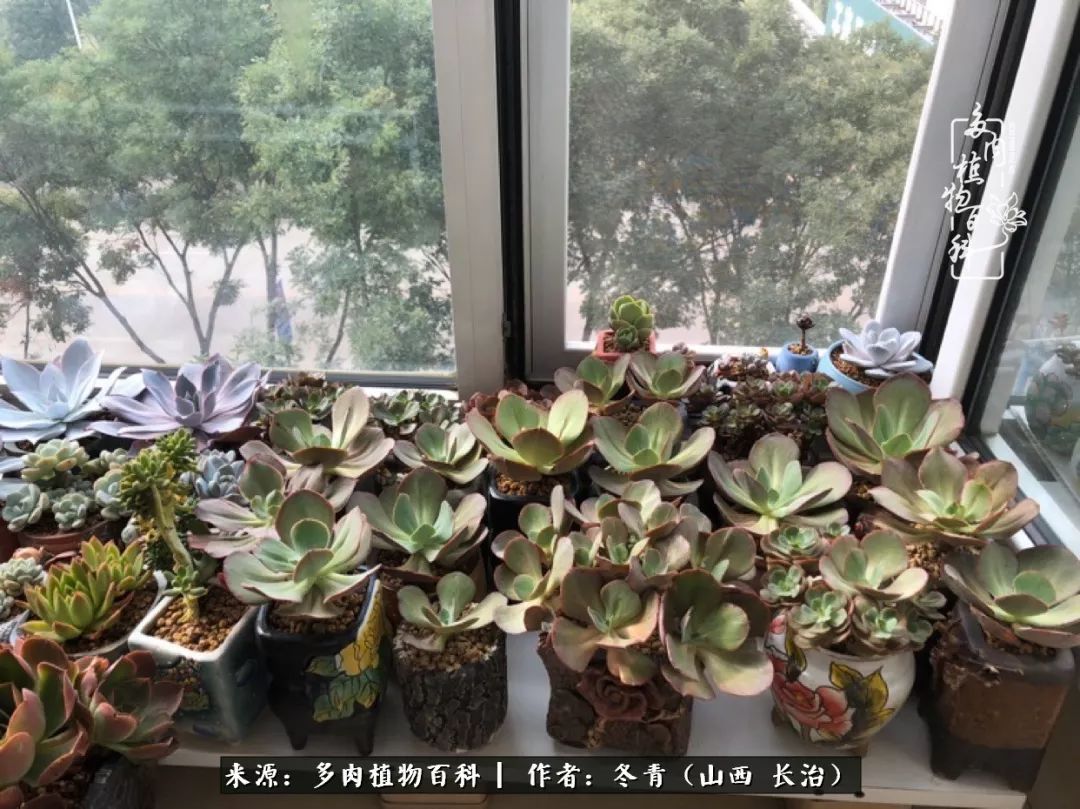 阳台养多肉徒长怎么办,阳台养多肉养殖方法和注意事项