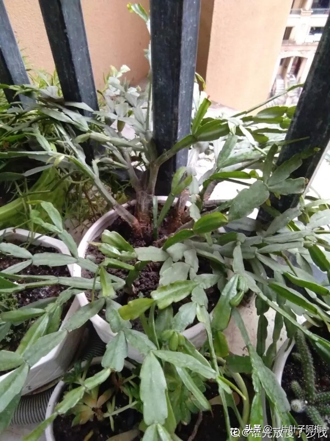 叶子软塌塌,叶子缺水卷曲怎么补救