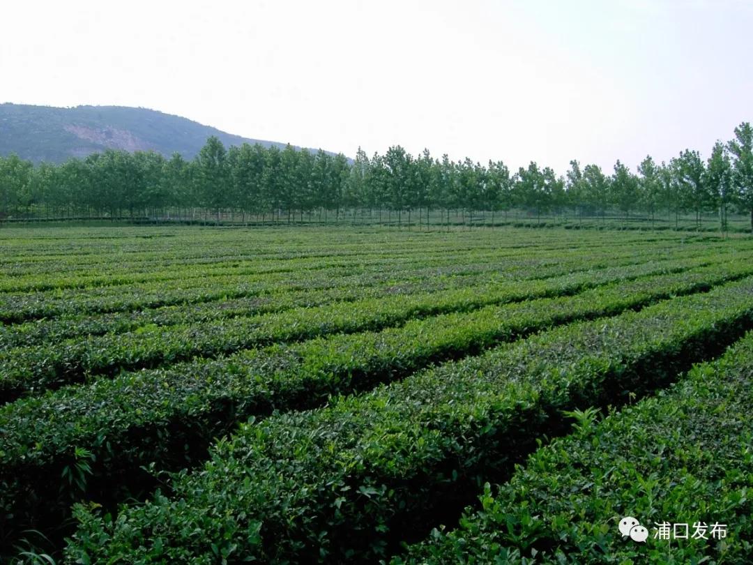 浦口花,南京看花的地方浦口