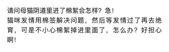 辟谣！猫咪发情用棉签可以止住？小心猫咪患上子宫蓄脓