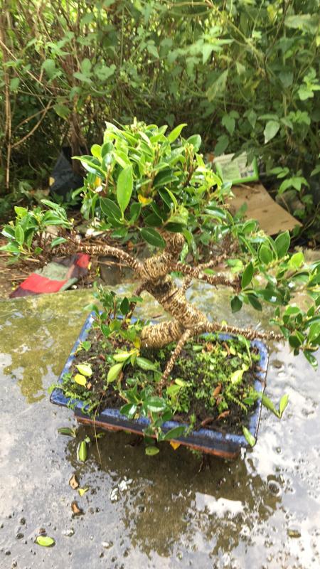 新手也能学会的修剪盆景技巧,枸杞盆景修剪技巧图解