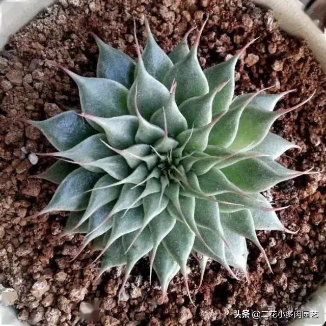 365种·常见花卉图谱，观果和多肉植物收藏篇