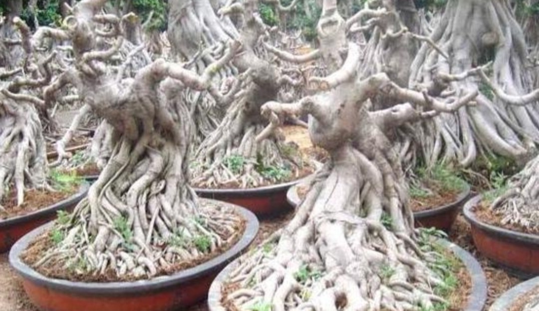 小根榕树盆景制作,榕树怎么盘根好看