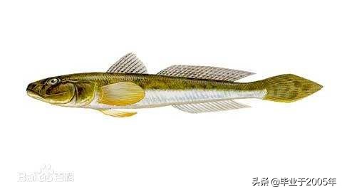 辽宁常见的鱼有哪些,辽宁沿海常见鱼