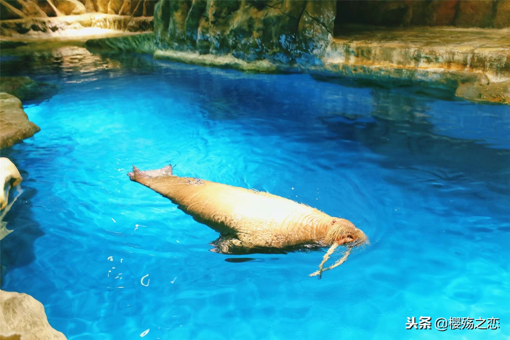 香港海洋公园有什么玩,香港海洋公园刺激排行