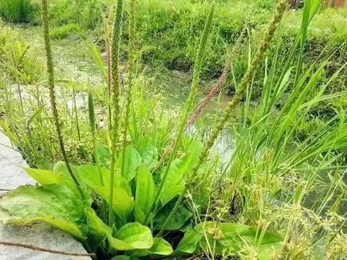 农村常见野花野草,这些野菜农村随处见