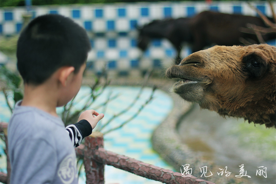 百万葵园有多坑,百万葵园免门票