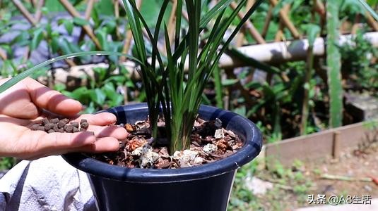 老上海兰花怎么挑选,每日一品中国兰花春兰