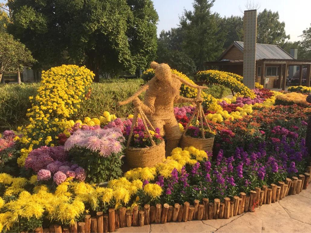 武汉市第40届菊展分展点,武汉市第三十五届金秋菊展