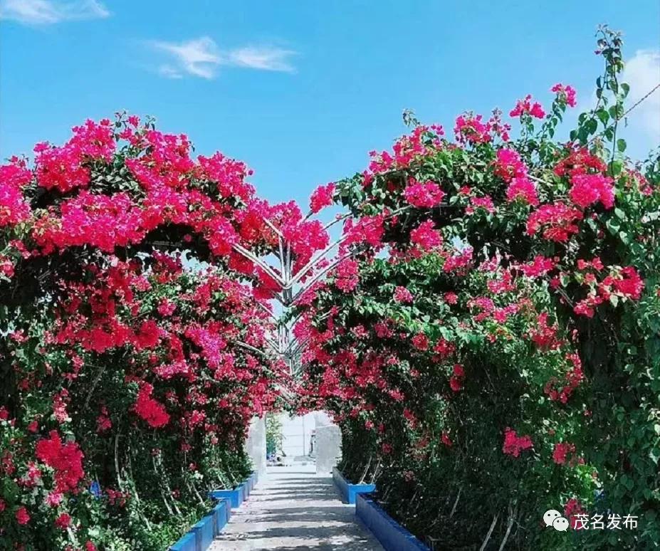 贵州黔西美丽乡村入画来,美丽的乡村茂名