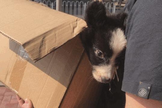 卡布：来自一只三个月大的边境牧羊犬，一封遗留在人间的草稿