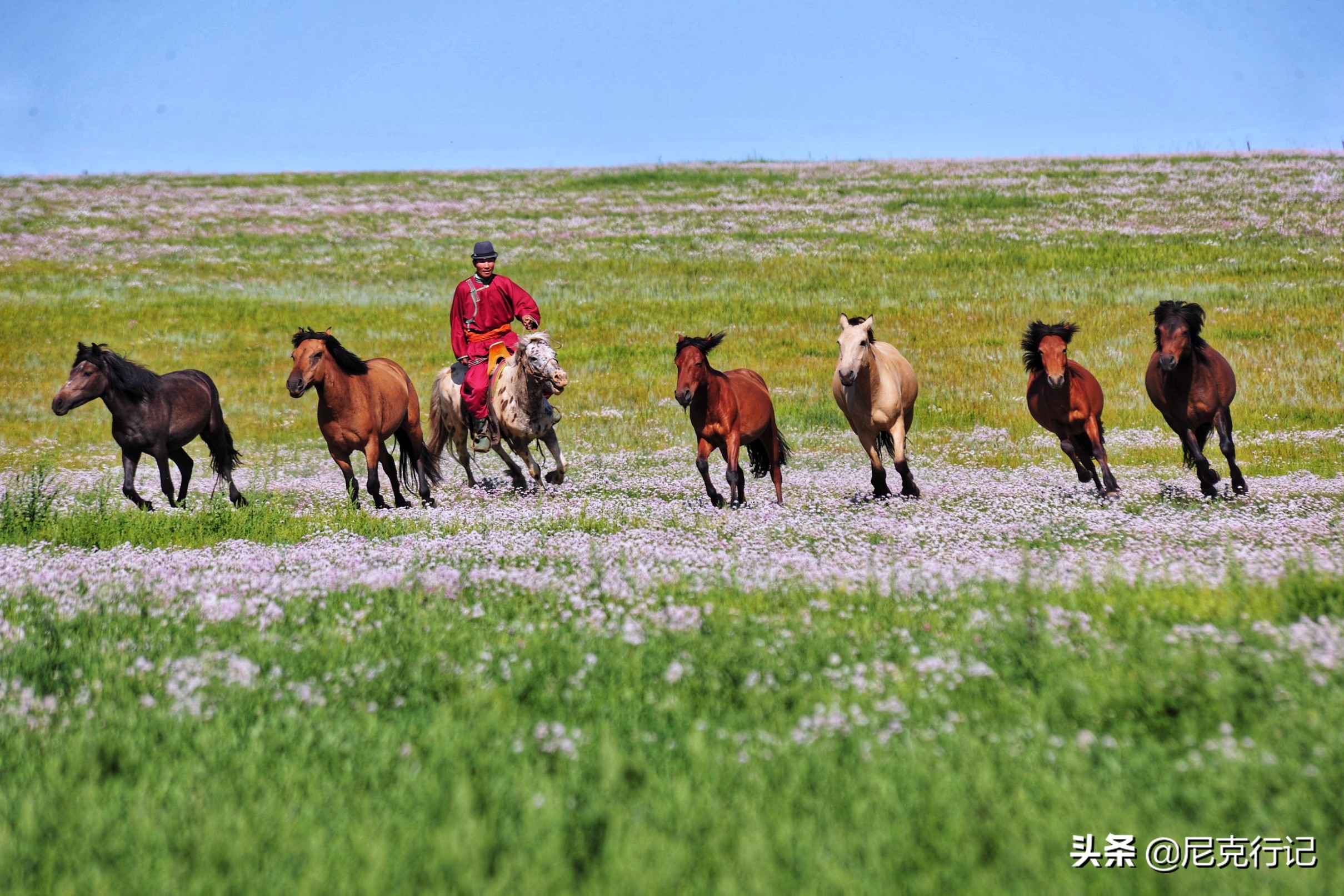中蒙边境“五畜之家”，牛马羊驼价值500万，边境路用恐龙装饰