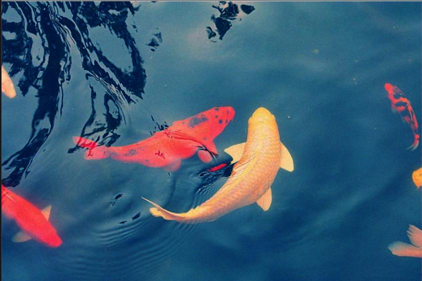 养鲤正能量—新入锦鲤存活率不高怎么办？资深鱼友：过水很重要