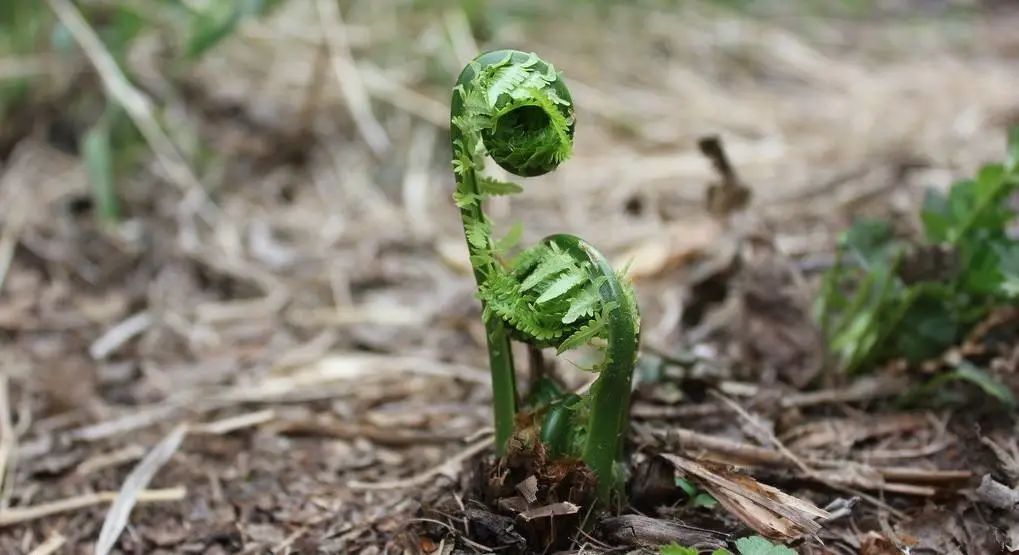 春日小野菜*戏调**指南