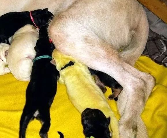 狗妈妈生下六只狗宝宝,狗妈妈5天产下31只狗崽创世界纪录