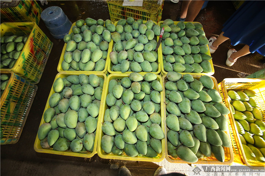 广西田阳芒果上市,海南芒果和田阳芒果