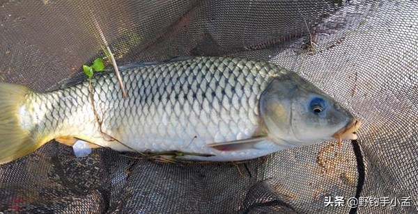 野钓遇到大鱼如何溜鱼,野钓中大鱼怎么处理