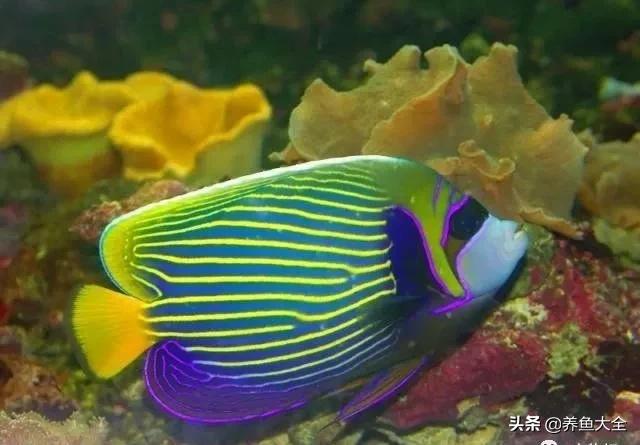 观赏鱼总打架怎么办,观赏鱼老是打架怎么办