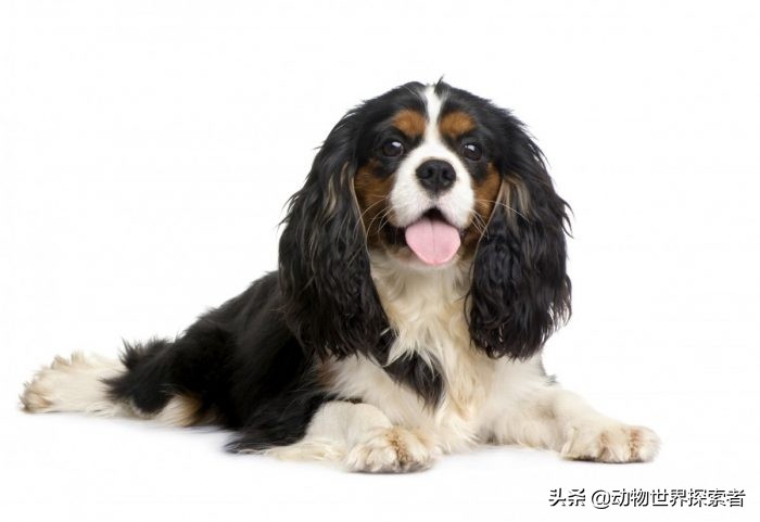 适合家庭的十大犬种,家庭宠物犬的推荐犬种