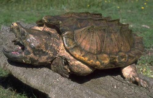 鳄龟的天敌是谁,鳄龟在野外几乎没有天敌